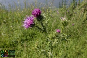 cirsium_crispus.jpg